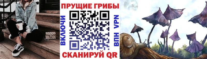 Купить  Приморск  Псилоцибиновые грибы мицелий 